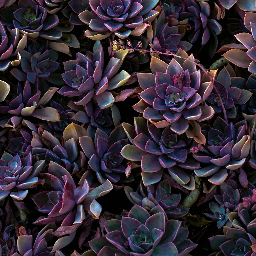 Ranch Life Desert Rose Wild Rag 4 Ranch Life Desert Rose Wild Rag - Image 2